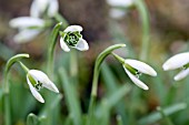 GALANTHUS WAYSIDE