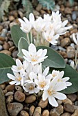 COLCHICUM AUTUMNALE ALBUM, AUTUMN CROCUS