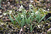 GALANTHUS WAYSIDE