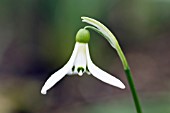 GALANTHUS KRASNOVII