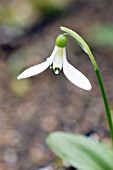 GALANTHUS KRASNOVII