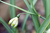 GALANTHUS NIVALIS GREEN WHISP