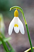 GALANTHUS NIVALIS SANDERSII GROUP GRAKES YELLOW