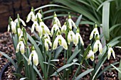 GALANTHUS NIVALIS HUGH MACKENZIE