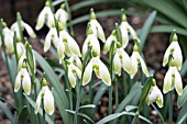 GALANTHUS NIVALIS HUGH MACKENZIE