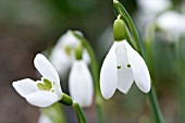 GALANTHUS NIVALIS CHATTERBOX