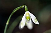 GALANTHUS NIVALIS TALL PRAGUE SPRING