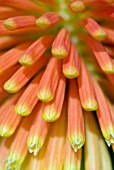 KNIPHOFIA ROOPERI, RED HOT POKER