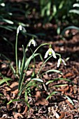 GALANTHUS NIVALIS TALL PRAGUE SPRING