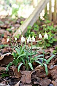 GALANTHUS NIVALIS DUMPY GREEN