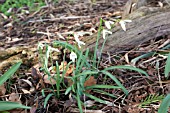 GALANTHUS NIVALIS CHATTERBOX