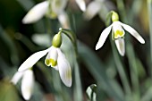 GALANTHUS NIVALIS LA BOHEME