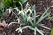 GALANTHUS NIVALIS LA BOHEME