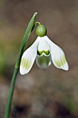 GALANTHUS NIVALIS DUMPY GREEN