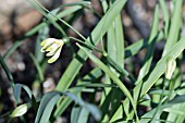 GALANTHUS NIVALIS GREEN WHISP