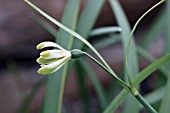 GALANTHUS NIVALIS GREEN WHISP