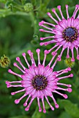 PINK OSTEOSPERMUM FLOWERS