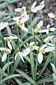 GALANTHUS NIVALIS NECKLESS WONDER