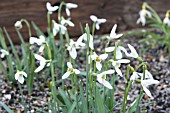 GALANTHUS NIVALIS CHATTERBOX