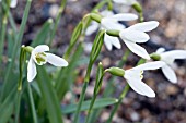 GALANTHUS NIVALIS CHATTERBOX