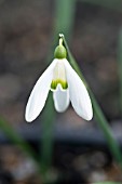 GALANTHUS NIVALIS GOLDHEART