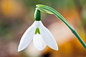 GALANTHUS ELWESII HIEMALIS GROUP BARNS