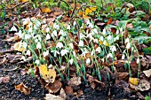 GALANTHUS ELWESII HIEMALIS GROUP BARNS