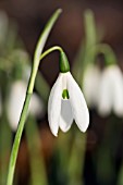 GALANTHUS ELWESII HIEMALIS GROUP HOGGETS NARROW