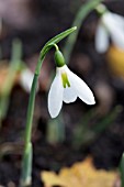 GALANTHUS ELWESII HIEMALIS GROUP PETER GATEHOUSE