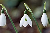 GALANTHUS EARLY TO RIZE