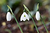 GALANTHUS EARLY TO RIZE