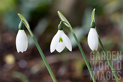 GALANTHUS_EARLY_TO_RIZE