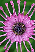 PINK OSTEOSPERMUM FLOWER