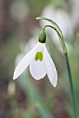 GALANTHUS ELWESII HIEMALIS GROUP MANOR FARM EARLY