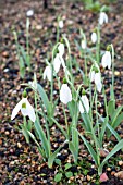 GALANTHUS ELWESII HIEMALIS GROUP MANOR FARM EARLY