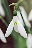 GALANTHUS ELWESII HIEMALIS GROUP DOT UNDERHILL