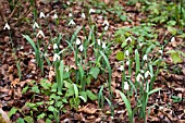 GALANTHUS EARLY TO RIZE