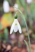 GALANTHUS ELWESII HIEMALIS GROUP EX BROADLEIGH GARDENS