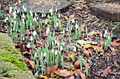 GALANTHUS ELWESII HIEMALIS GROUP EX BROADLEIGH GARDENS