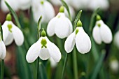 GALANTHUS PLICATUS THREE SHIPS