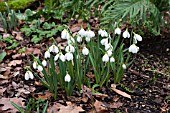 GALANTHUS PLICATUS THREE SHIPS