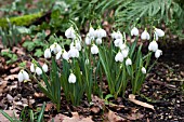 GALANTHUS PLICATUS THREE SHIPS