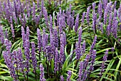 LIRIOPE MUSCARI, LILYTURF