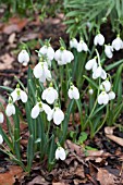 GALANTHUS PLICATUS THREE SHIPS