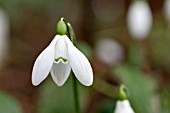 GALANTHUS CASTLEGAR