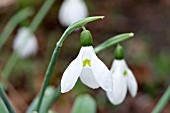 GALANTHUS ELWESII HIEMALIS GROUP SYBIL STERN