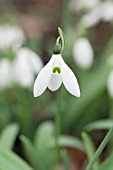 GALANTHUS ELWESII HIEMALIS GROUP HOWARD WHEELER