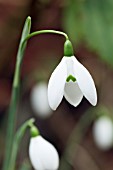 GALANTHUS ELWESII MRS MACNAMARA