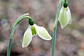 GALANTHUS ELWESII MATT BISHOP