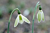 GALANTHUS ELWESII MATT BISHOP